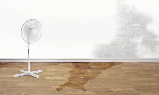 Best Mold removal after water damage  in Pinole, CA