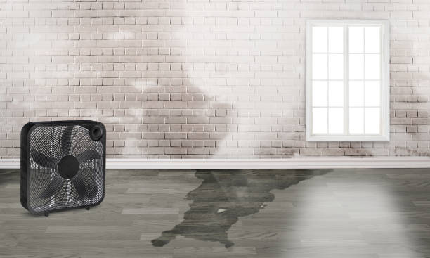 Best Flood damage cleanup  in Pinole, CA